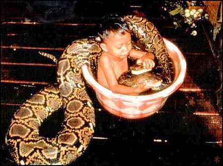 Small boy washing large snake