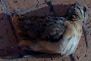 Dead Bird