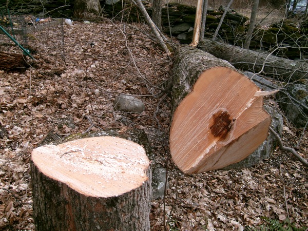 Tree Cut 6